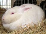 kaninchen_229.jpg