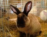kaninchen_251.jpg