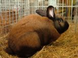 kaninchen_259.jpg