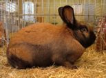 kaninchen_264.jpg