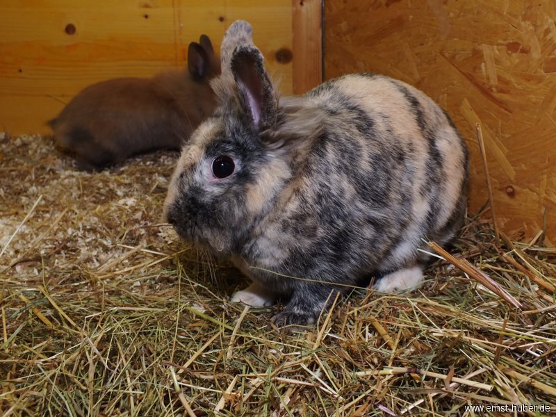 kaninchen__108.jpg