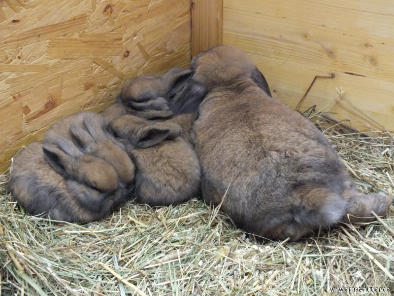 kaninchen__147.jpg