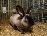 kaninchen__120.jpg