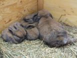 kaninchen__147.jpg