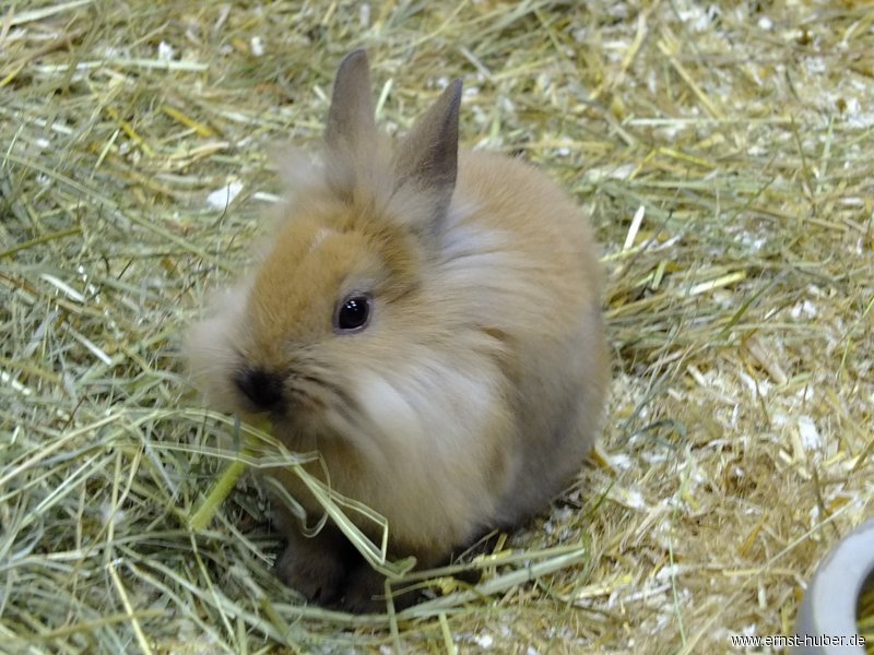kaninchen_026.jpg