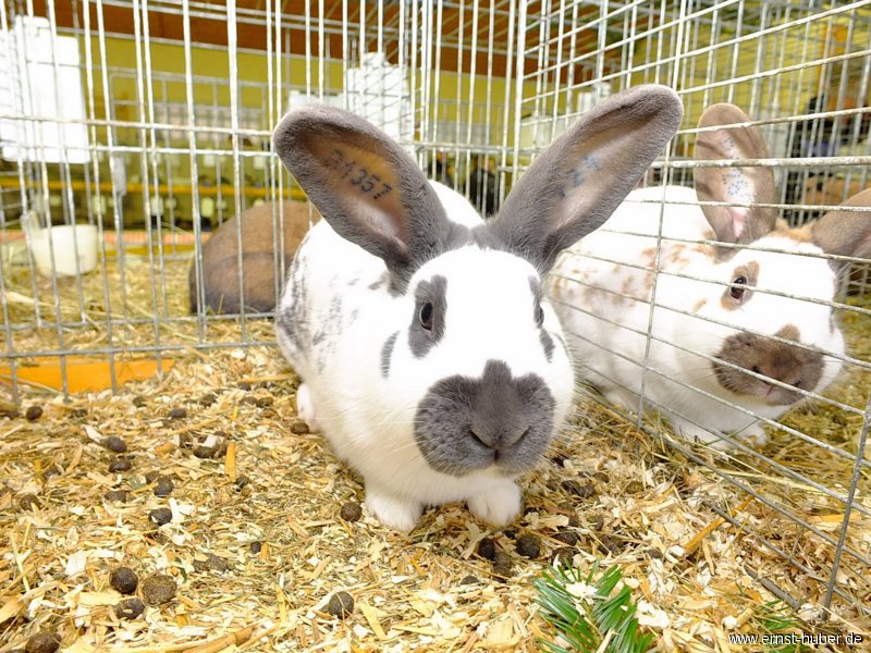 kaninchen_030.jpg