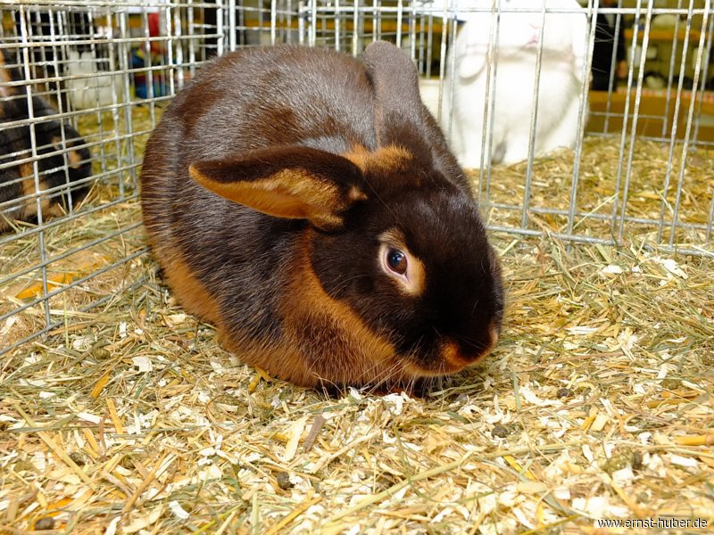 kaninchen_034.jpg