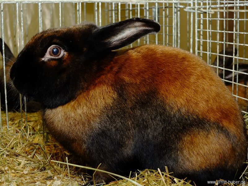 kaninchen_043.jpg