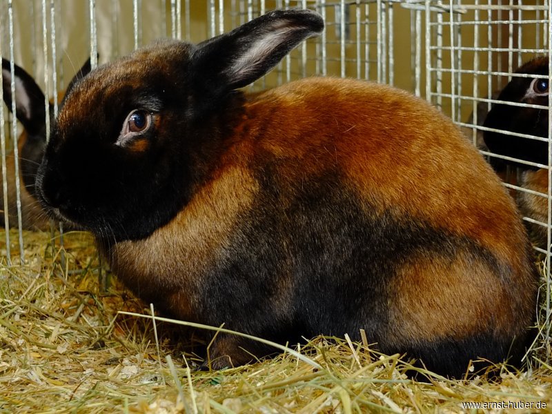 kaninchen_044.jpg