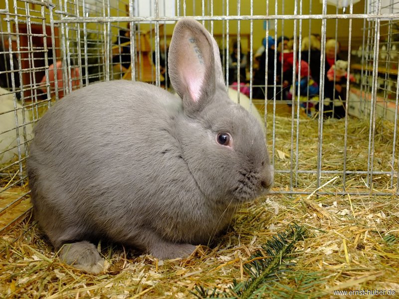 kaninchen_045.jpg