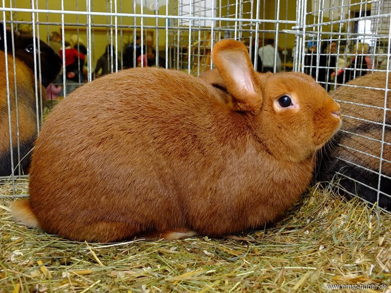 kaninchen_048.jpg