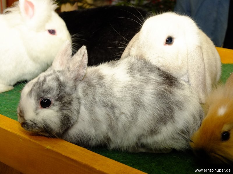 kaninchen_063.jpg