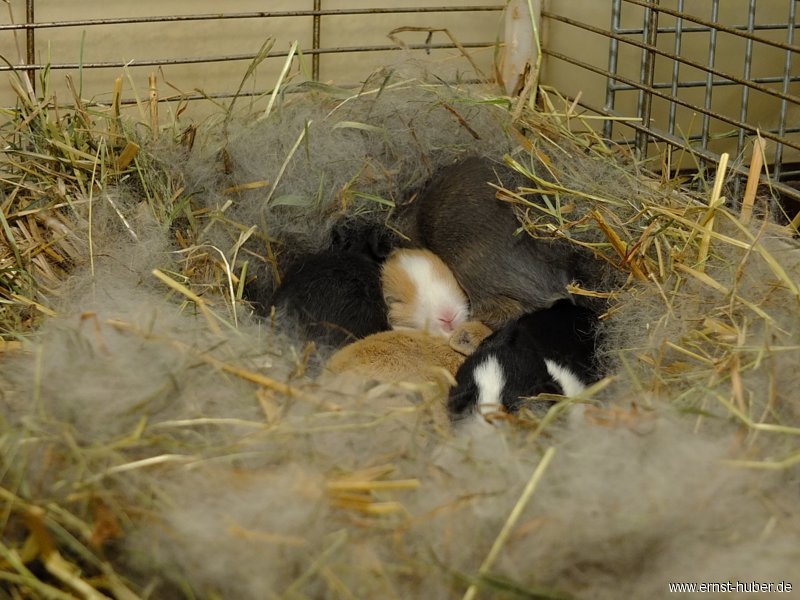 kaninchen_068.jpg