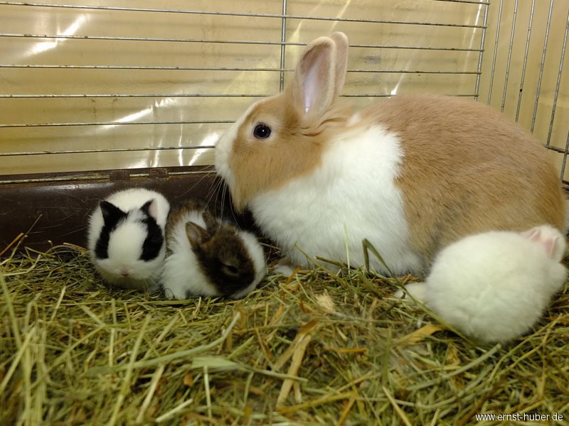 kaninchen_074.jpg