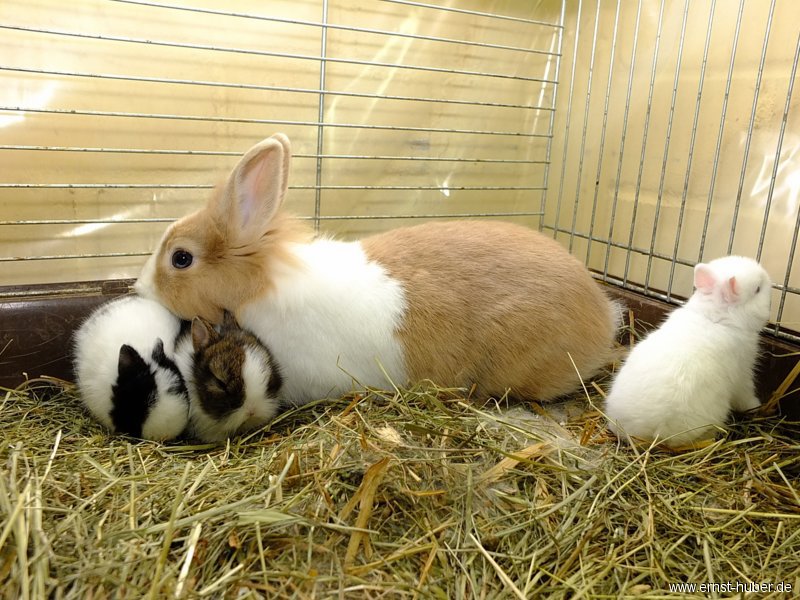 kaninchen_075.jpg