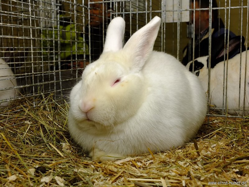 kaninchen_095.jpg