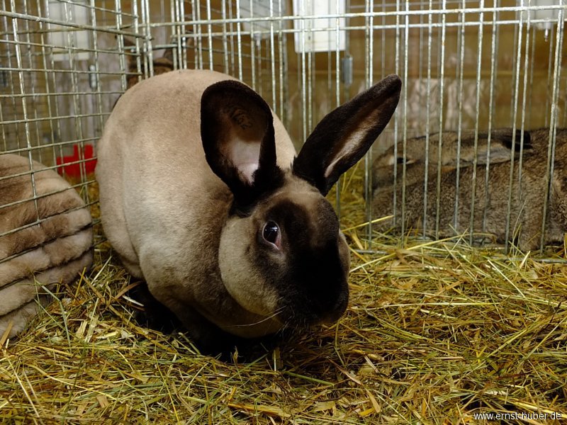 kaninchen_099.jpg
