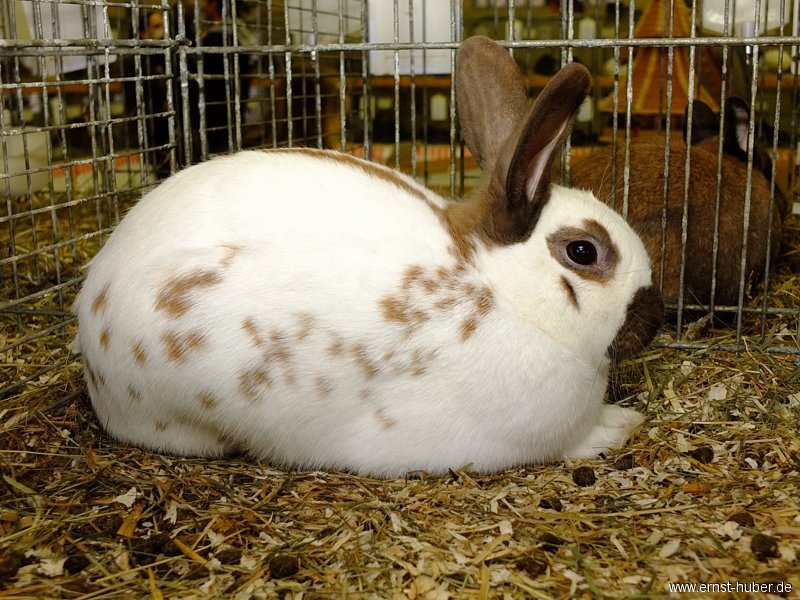 kaninchen_104.jpg