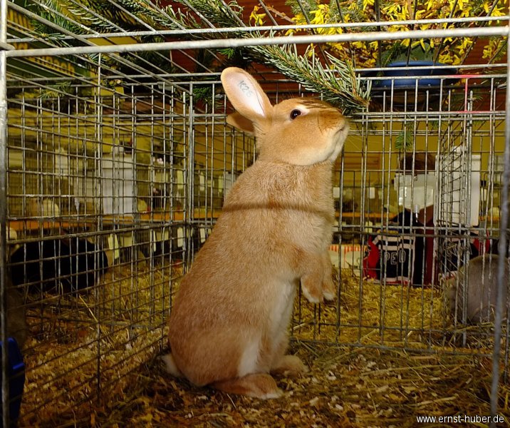 kaninchen_109.jpg
