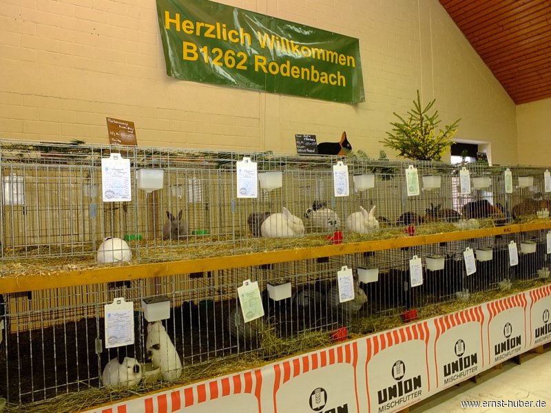 kaninchen_127.jpg