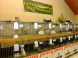 kaninchen_126.jpg