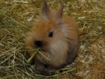 kaninchen_025.jpg