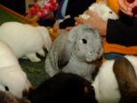 kaninchen_016.jpg