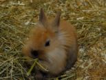 kaninchen_023.jpg