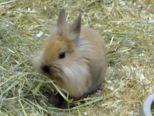 kaninchen_026.jpg