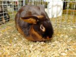 kaninchen_034.jpg