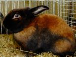 kaninchen_043.jpg
