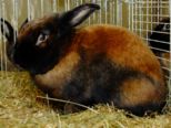 kaninchen_044.jpg