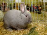 kaninchen_045.jpg