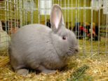 kaninchen_046.jpg