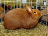 kaninchen_048.jpg