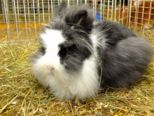 kaninchen_049.jpg