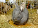 kaninchen_051.jpg