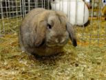 kaninchen_054.jpg