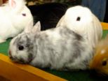 kaninchen_063.jpg