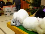 kaninchen_064.jpg