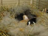 kaninchen_068.jpg