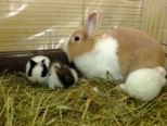 kaninchen_074.jpg