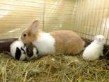 kaninchen_075.jpg