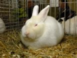 kaninchen_095.jpg
