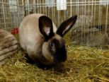 kaninchen_099.jpg
