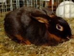 kaninchen_103.jpg