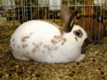 kaninchen_104.jpg