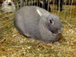kaninchen_105.jpg