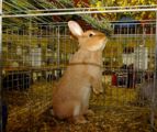 kaninchen_109.jpg