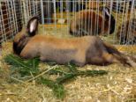 kaninchen_134.jpg